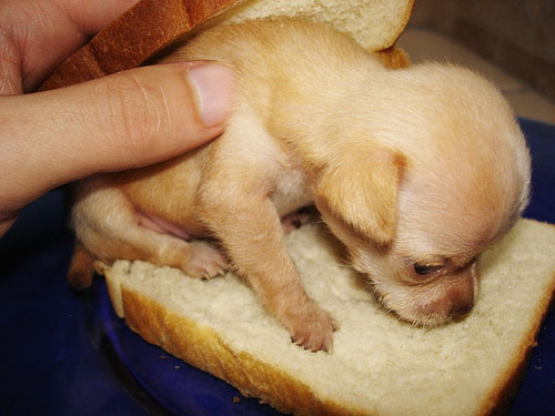 chihuahua-sandwich.jpg