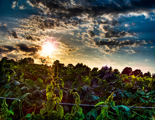 vegetable-garden-thomas-euler.jpg